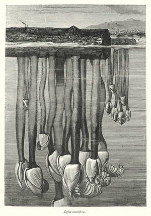 Lepas anatifera (engraving)