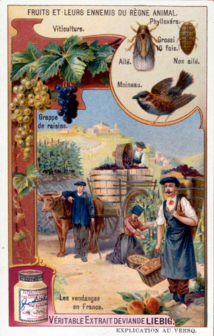 French Leibig chromolithograph showing aspects of wine industry and grape growing. Circa 1895