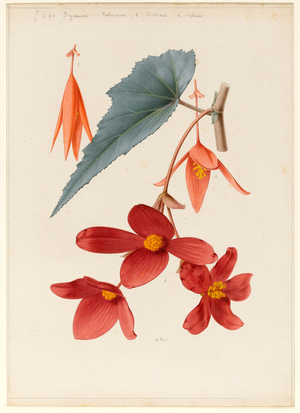 Analytical Drawing of a Flower, Leaves and a Section of Branch (w/c & bodycolour on card)