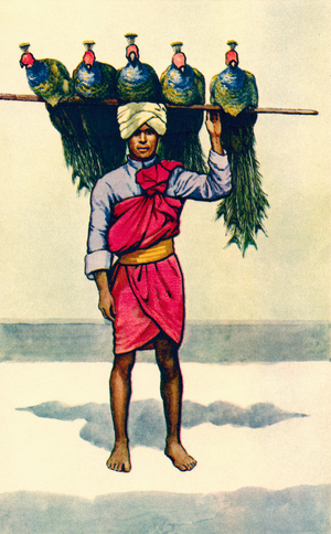 A peacock seller in India