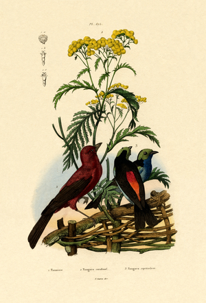 Common Tansy, 1833-39 (coloured engraving)