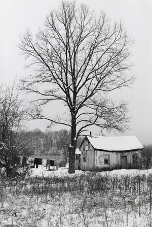 Bare tree in front of a building, Virginia, USA