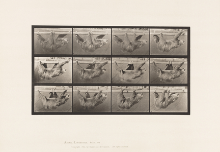 Plate 750. Sloth; Walking, Suspended on a Horizontal Pole, 1885 (collotype on paper)