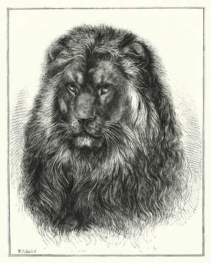The Lion (engraving)
