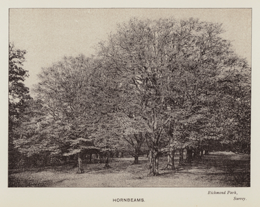 British Trees: Hornbeams, Richmond Park, Surrey (b/w photo)
