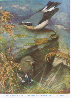 Cock wheatear courting a hen, illustration from 'British Birds' by Kirkman & Jourdain, 1966 (colour litho)