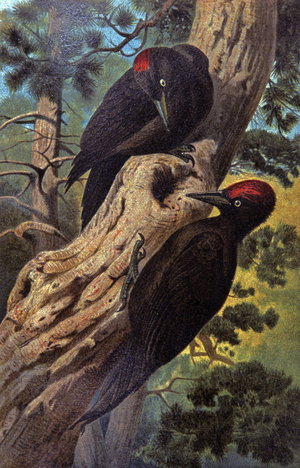 Black woodpecker, c.1910 (illustration)