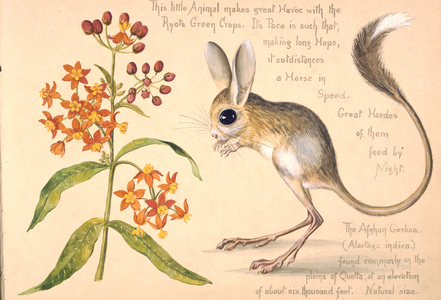 Allactaga euphratica, Euphrates jerboa, Afghan jerboa (w/c on paper)