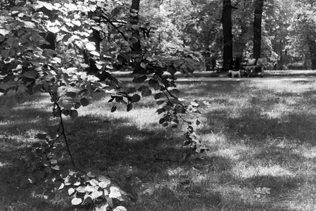A meadow in Stuttgart, Germany 1930s (b/w photo)