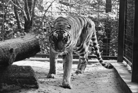 Zoo Pelzmühle 11 10 1995, Chemnitz, Slevoigtstraße, Zoo Pelzmühle, Amurtiger Chemnitz Saxony FRG …, 1995 (photo)