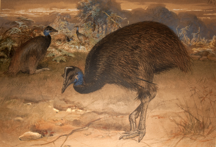 Bennett's Cassowary (Casuarius bennetti), c.1851-76 (w/c & pencil on paper)