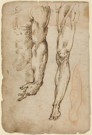 Anatomical Studies (pen and brown ink with red chalk in another hand)