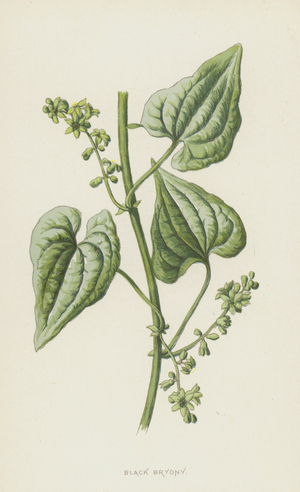 Black Bryony (chromolitho)