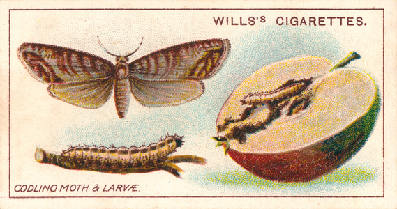 Garden Life: Codling Moth and Larvae (chromolitho)