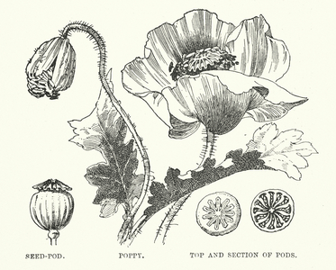 Seed-Pod, Poppy, Top and section of Pods (litho)