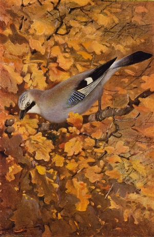 Jay (colour litho)