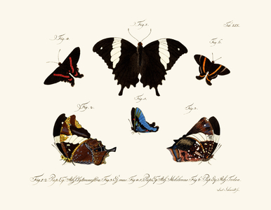 Butterflies, 1783-1806 (coloured engraving)