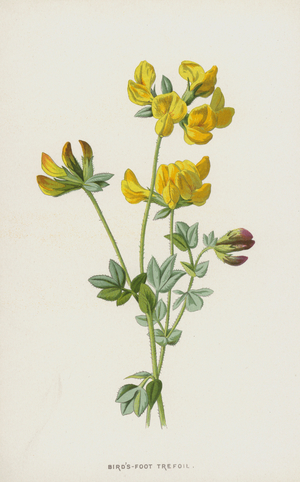 Bird's-Foot Trefoil (chromolitho)