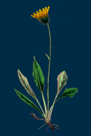 Rumex Conglomeratus; Sharp Dock