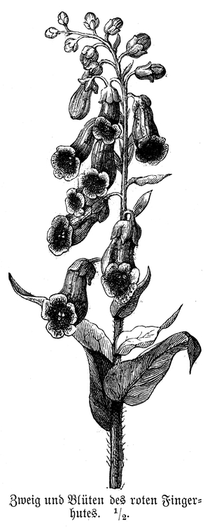 Foxglove