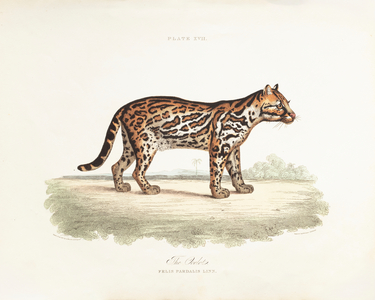 Ocelot, 1831 (Plate)