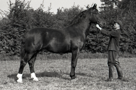 15 10 1954 Moritzburg district Dresden GDR heavy warmblood stallion …, 1954 (photo)