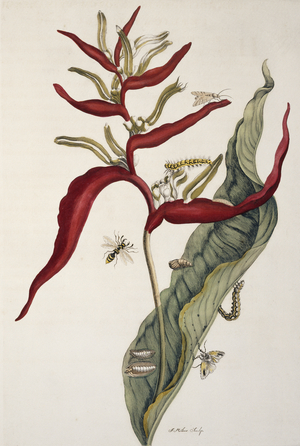 Illustration from 'Insects of Surinam', 1726 (hand-coloured engraving)