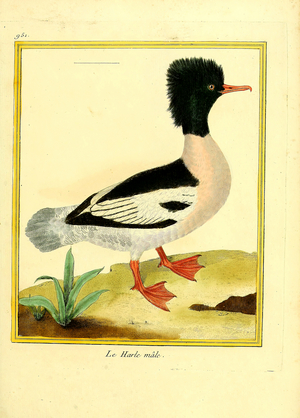 Male Common Merganser (print)