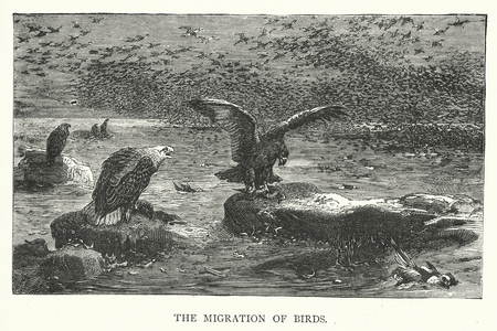 The migration of birds (engraving)