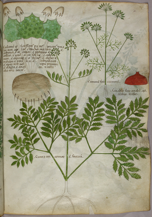 Botanical illustration of plants, c.1440 (ink & colour on vellum)