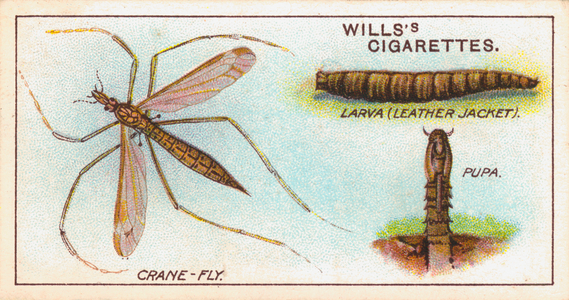 Garden Life: Crane-Fly, Larva, and Pupa (chromolitho)