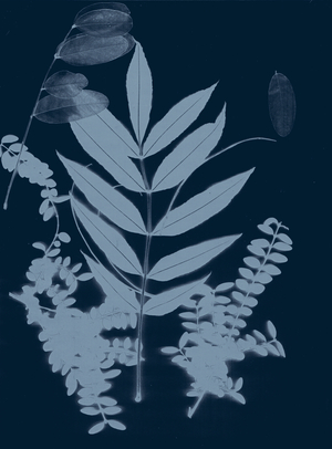 Cyan Foliage 01, 2017 (digital)