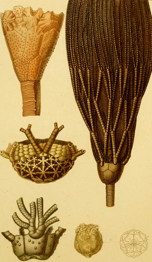 Prehistoric Crinoids - Echinodermata