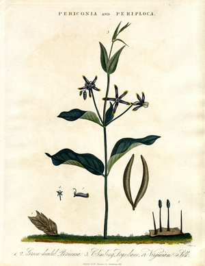 Periconia and Periploca, 1810 (print)
