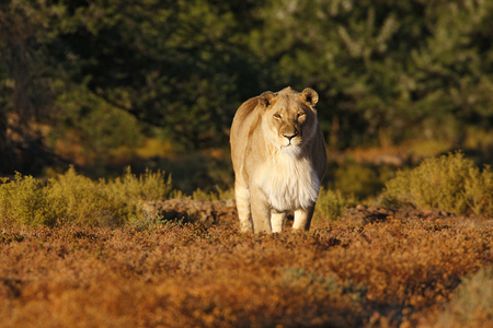 Lion (photo)