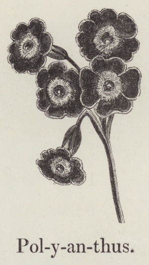 Polyanthus (engraving)
