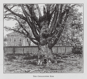The Chillicothe Elm (engraving)