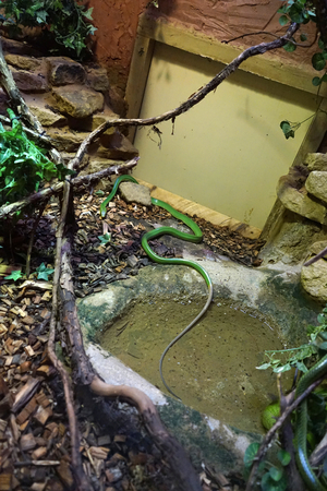 Red-tailed green ratsnake