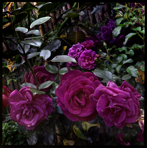 Rose, Flowers, September 2021, (autochrome)