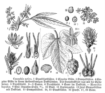 Hemp and Hops