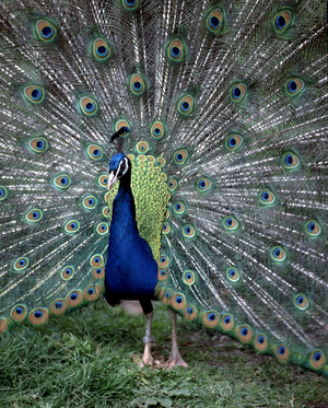Peacock, 1998 (photo)