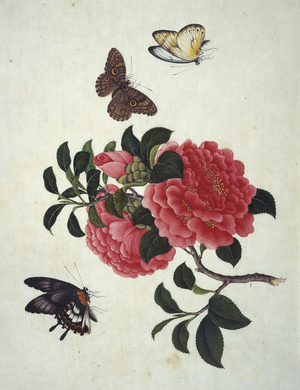 Insect species from China