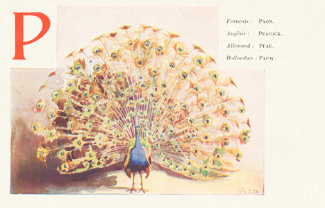P : Paon (Français) – Peacock (Anglais)  - Pfau (Allemand) – Pauw (Hollandais)