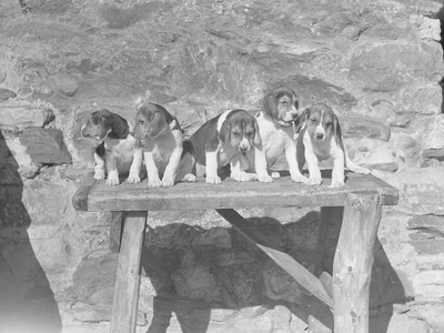 Five puppy hounds sit on a wooden sea; seascape;t in a line, 1930s-60s (b/w photo)