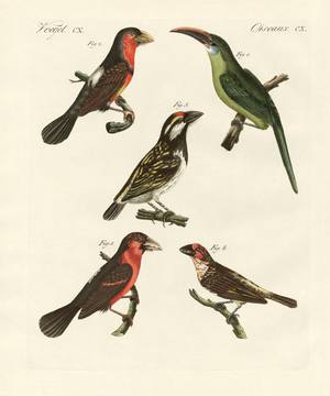 Beautiful climbing birds (coloured engraving)