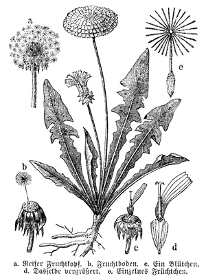 Dandelion