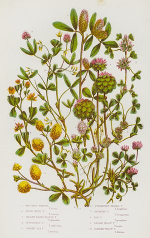 The Flowering Plants of Great Britain, c.1880 (litho)