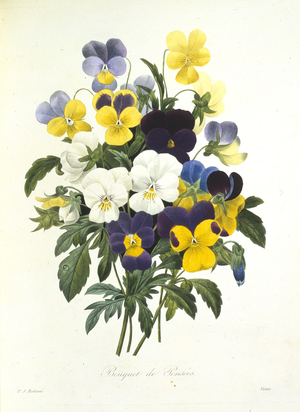 Viola tricolor