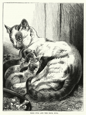Cat suckling four puppies (engraving)