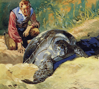 Darwin wondered why the giant tortoises of the Galapagos Islands differed on each island (colour litho)